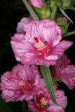 Lavatera olbia 'Pink Frills' RCP 6-08 67.jpg